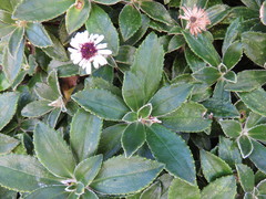 Macrolearia chathamica