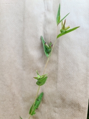 Crotalaria sagittalis