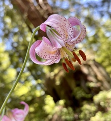 Lilium kelloggii