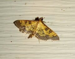 Diacme elealis