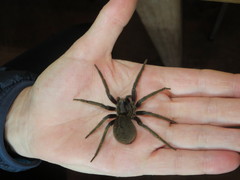 Dolomedes schauinslandi