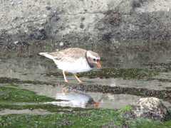 Thinornis novaeseelandiae