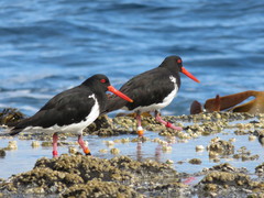Chatham Oystercatcher photo 3