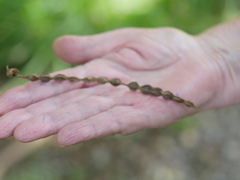 Sophora chathamica