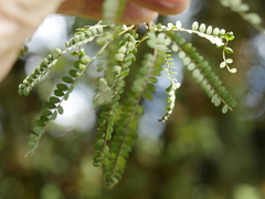 Sophora chathamica