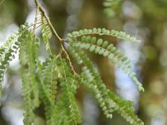 Sophora chathamica