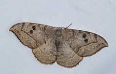 Drepana pallida