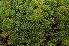 Phyllachne clavigera