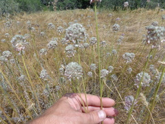 Allium lineare