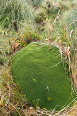 Phyllachne clavigera