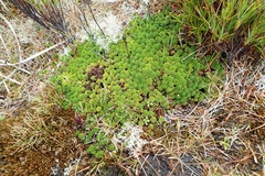 Phyllachne clavigera
