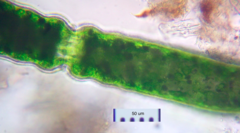 Pleurotaenium maximum