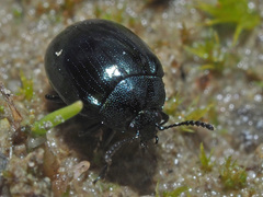 Phaedon armoraciae