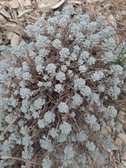 Odontarrhena obtusifolia