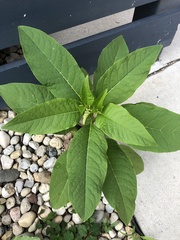 Phytolacca americana