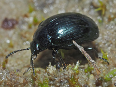 Phaedon armoraciae