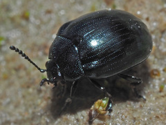 Phaedon armoraciae