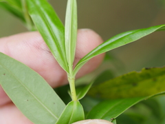 Veronica stricta stricta