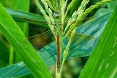 Anax parthenope julius