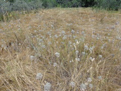 Allium lineare