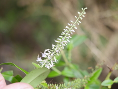 Veronica stricta stricta