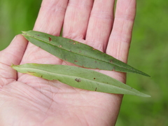 Veronica stricta stricta