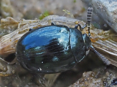 Phaedon armoraciae