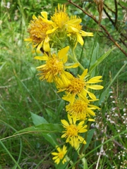 Solidago virgaurea minuta