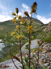 Solidago virgaurea minuta