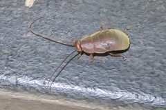 Diploptera