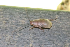 Diploptera