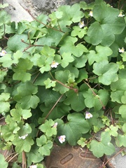 Cymbalaria muralis