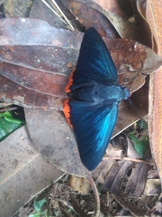 Chalypyge zereda