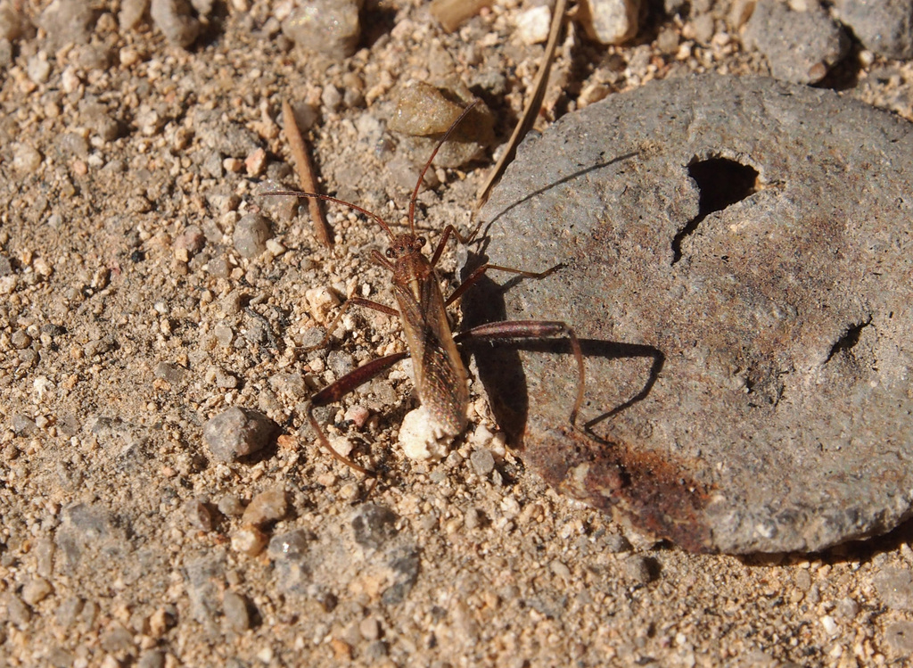 Melanacanthus marginatus