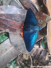 Chalypyge zereda