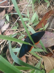 Chalypyge zereda