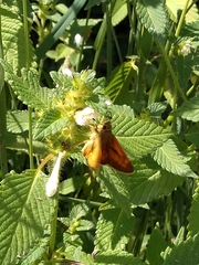 Ochlodes sylvanus