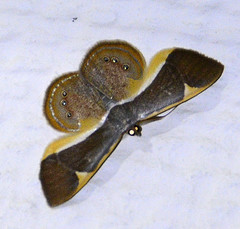 Opisthoxia trimaculata