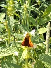 Ochlodes sylvanus