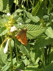 Ochlodes sylvanus