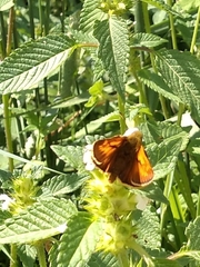 Ochlodes sylvanus