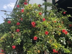 Hibiscus × archeri