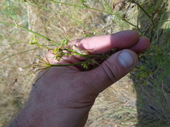 Chorthippus macrocerus