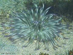 Condylactis aurantiaca