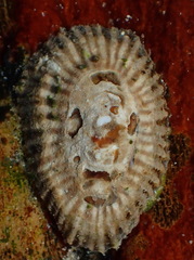 Siphonaria capensis