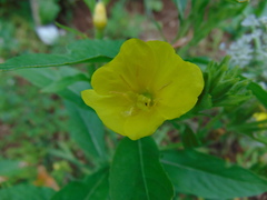Oenothera rubricaulis