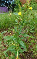 Oenothera rubricaulis