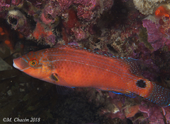 Symphodus mediterraneus
