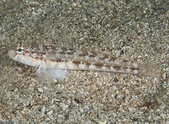 Gobius roulei