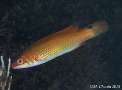 Ctenolabrus rupestris